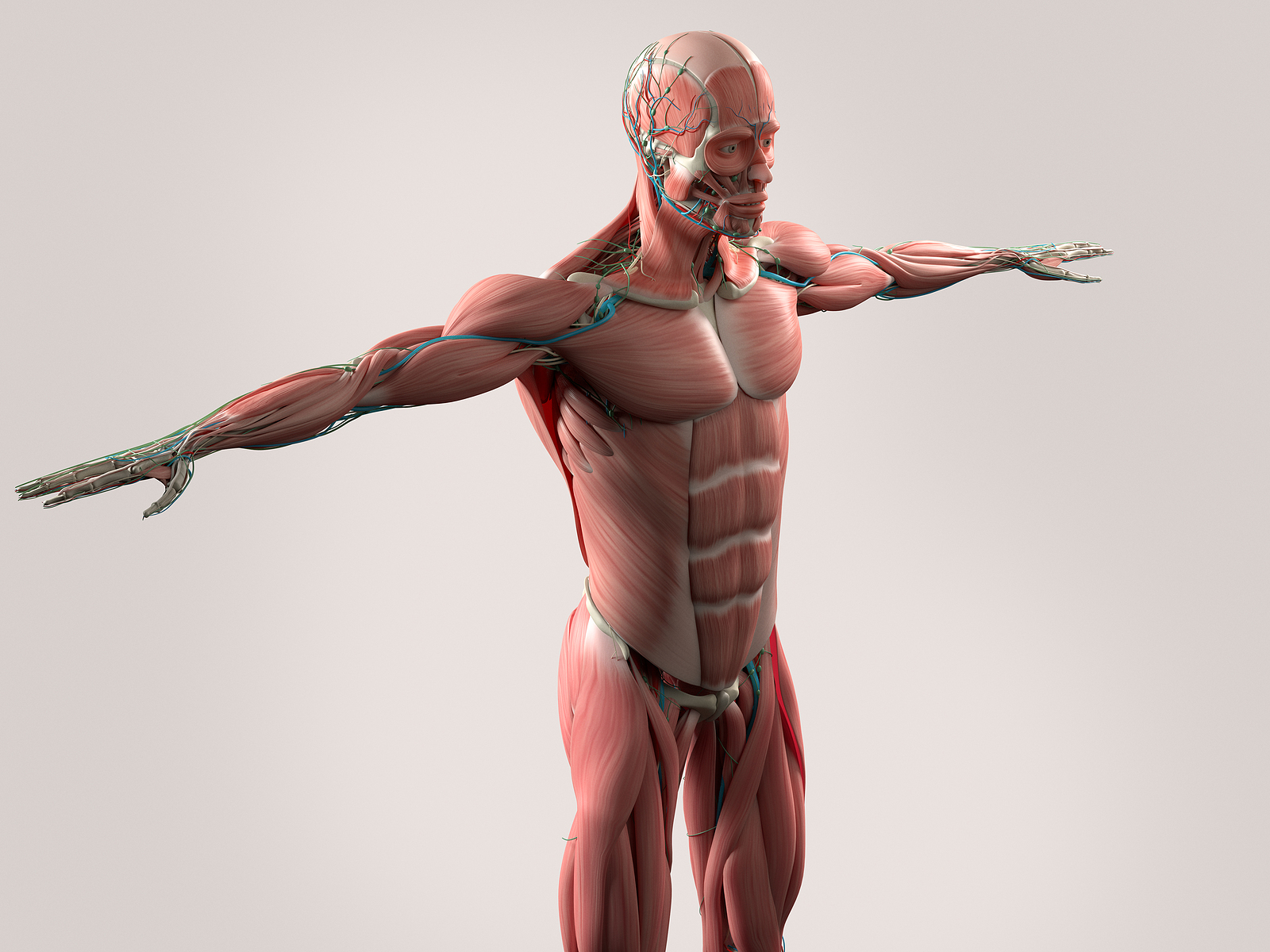 muscular-system